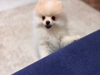 5 aylık aşılar tam erkek eğitimli pomeranian