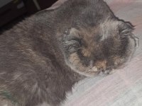 Şiba yalnız kalmasın scottish fold