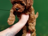 KIVIRCIK POODLE PRENSES