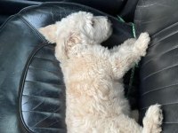 Evde bakılmış sevimli yavru maltipoo