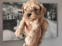 Maltipoo bebekleri