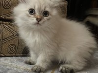 British Longhair pamuk gibi yavrumuz