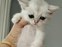 TÜRKİYEDE OLMAYAN CİNS BRİTİSH SHORTHAİR