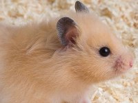 Hamster-Gonzales Yavrularımız Heryere Gönderim