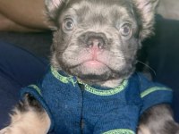FLUFFY FRENCH BULLDOG EN İYİSİ DAHA İYİSİ İÇİN YİNE BİZ