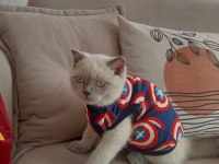 Kedimiz Lucy yeni yuva arıyoruz
