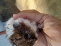 Çok Güzel Ginepig Yavrularımız
