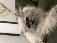 2.5 aylık chinchilla yavrularımız