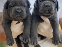 Premium Cane Corso Yavruları