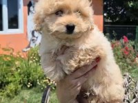 Sağlık Ve Irk Garantili Maltipoo Yavrularımız 