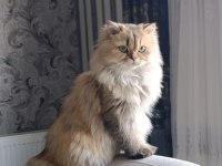 13 aylık kedimizi sahiplendiriyoruz