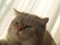 British shorthair silver 4 yaşında