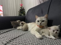Güzel british shorthair bebeklerim yuvalarına gitmeye hazır