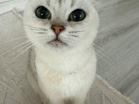 Dişi Scottish Fold 5 Yaşında