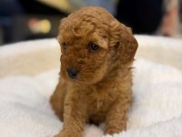 A kalite poodle yavrularımız