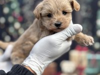 Korea Premium Maltipoo Puppies