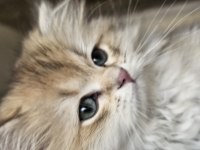 Safkan Anne ve babadan british golden longhair erkek