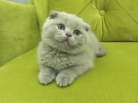 Scottish fold BUZZ rengİ MİNNOS