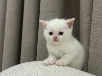 British shorthair beyaz yavru kedimiz