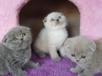 Ruhsatlı Resmi İşletmeden Taksit Avantajıyla Scottish Fold