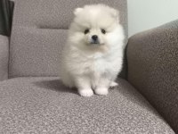 Sağlık ve ırk garantili Pomeranian minikler