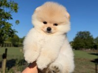 Yavru Pomeranian Boo Köpeklerimiz