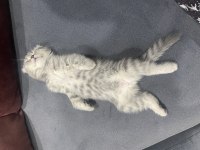 Scottish fold yavrumuz yeni yuvasını arıyor