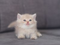 Safkan British Shorthair cy 12 erkek