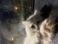 3 aylık safkan british longhair