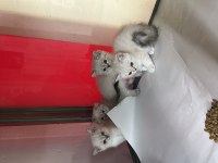 Sağlıklı Wc Eğitimli Kediler