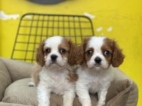 Dünya tatlısı Cavalier king charles bebeklerimiz