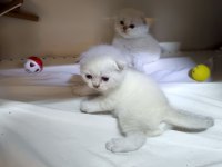 Scottish fold yavrular