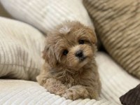 Çift renk özel kore maltipoo yavrular