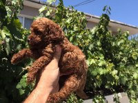 Red brown toy poodle bebekler