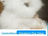 Sevimli hollanda teddy lop tavşanlar istanbul kartal