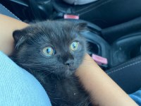 Kahverengi Scottish fold
