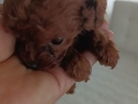Kore toy poodle