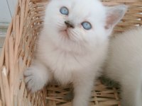 Mavi gözlü blue point british shorthair yavrular