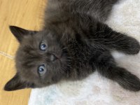 Kendi kedilerim oyuncu ve çok tatlı scottish fold