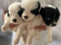 Morkie son 2 yavrularımız