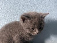 British shorthair yavru