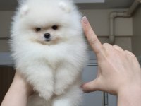 ÜST KALİTE KAR BEYAZ TEACUP POMERANİAN BOO DİŞİ