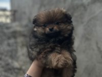 Ev ortamından pomeranian yavrular