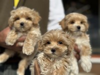 Ruhsatlı çiftlikde ziyarete açık kore maltipoo