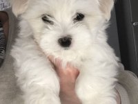 MALTİPOO YAVRU ACIK VE ESMER RENK ÇEŞİTLER
