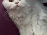 British Longhair Dişi Kedimize Damat Arıyoruz