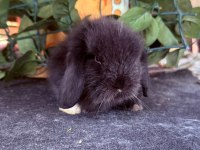 SAFKAN HOLLANDA TEDDY LOP TAVŞANLAR
