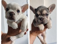 Exotic french bulldog yavrular teslime hazır