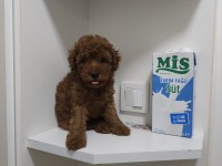 Gerçek orjinal Toy Poodle Yavrularımız