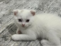Sevimli scottish fold kedim